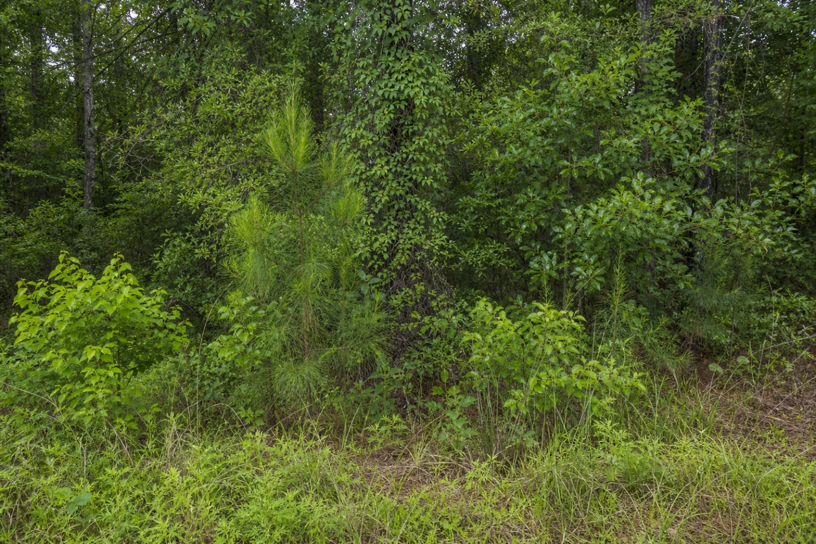 Conceptual view of mixed dense vegetation used to illustrate how owners can document density