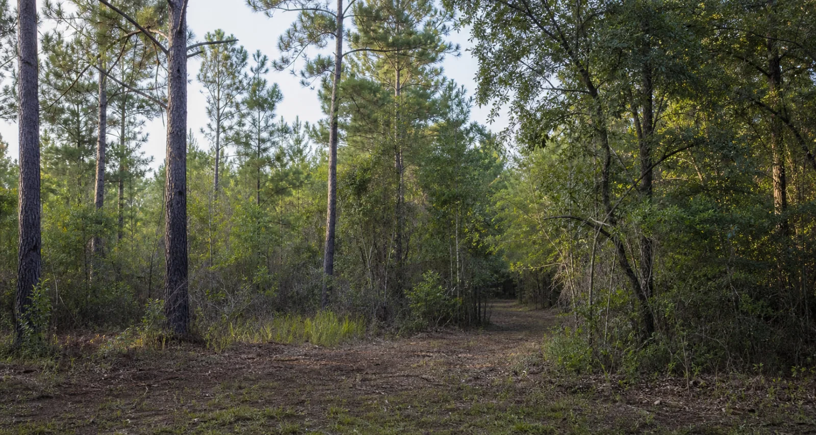 Conceptual wooded access opening used to illustrate parcel planning